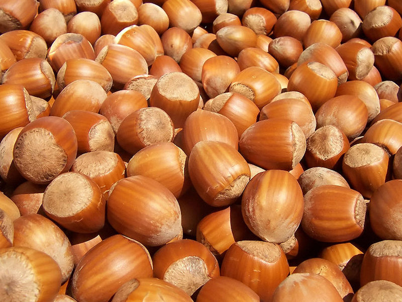 Azərbaycan 2019-cu ildə yeni bazarlara fındıq ixrac edəcək