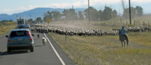 Bərdədə maşın qoyun sürüsünü vurdu - VİDEO