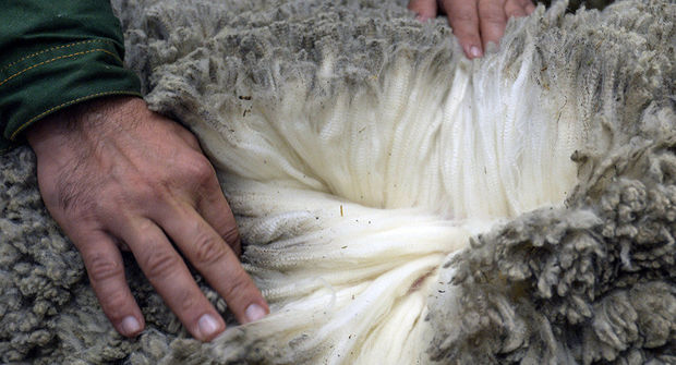 Azərbaycan Rusiyaya qoyun yunu ixracına başladı