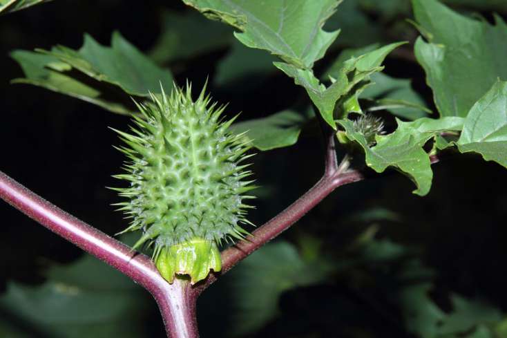 Azərbaycanda bitən bu bitki adamı dəli edir, gözünə işıq görünür və deyir ki... - DİQQƏT!