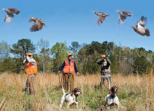 Ovu qadağan olan quşlara görə cərimələr açıqlandı