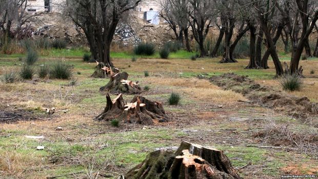 Lerikdə qızılağac qətliamı