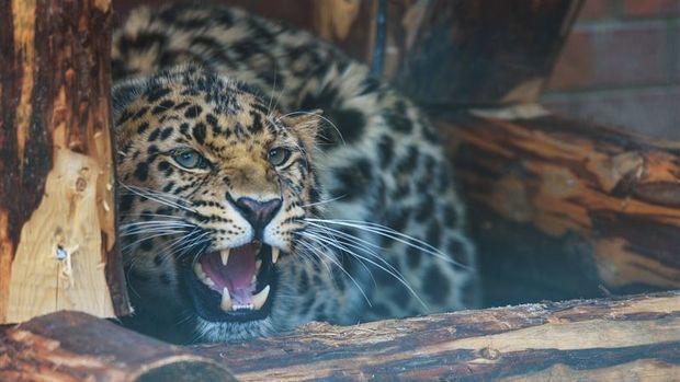 Hindistanda bəbir uşağı evdən oğurlayıb parçaladı