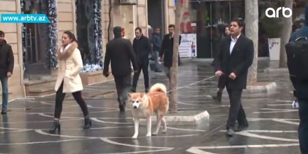 Heyvan gəzdirən şəxslər cərimələnəcəklər - VİDEO