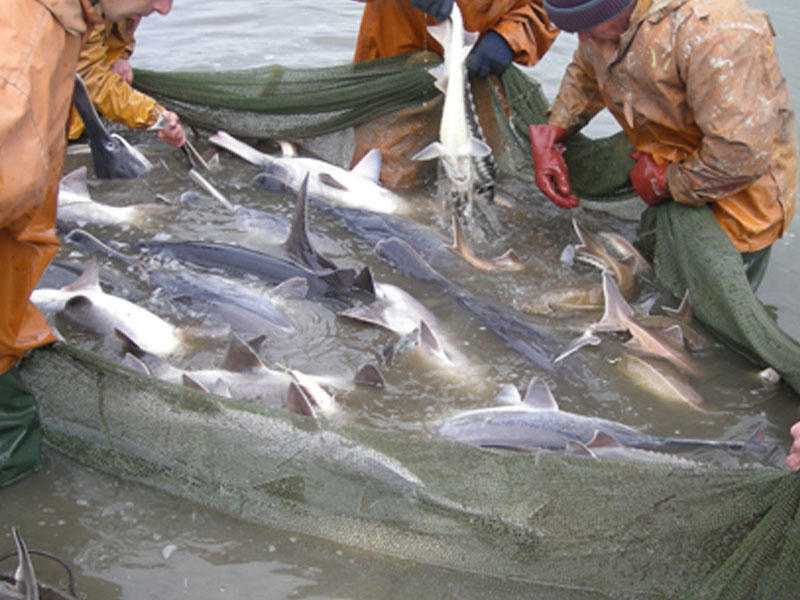 Nərəkimiləri qanunsuz ovlayan balıqçılar aşkarlandı