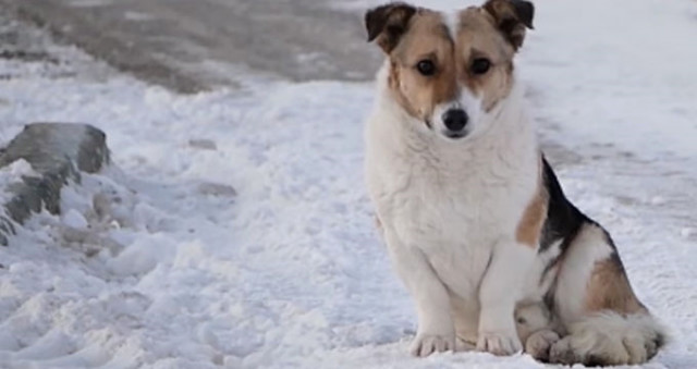 Film kimi hadisə: 6 aydır 30 dərəcə şaxtada sahibini gözləyir