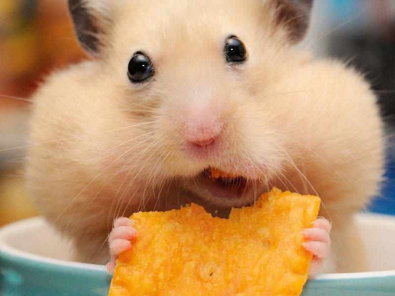 Kimya müəllimi siçanlara 20 gün çips, suxari, fast-food verdi - Şagirdlər şoka düşdü