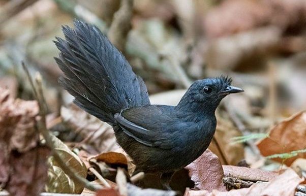 Dünyanın ən nadir quşu aşkarlanıb