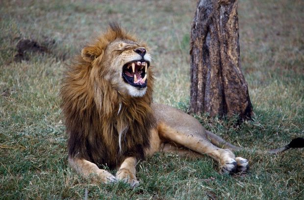 Şir zooparkın qadın işçisini parçaladı - FOTO