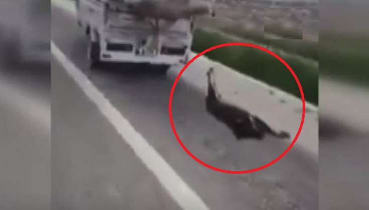 Dünya bu dəhşətli görüntüdən danışır - Ürəyi zəif olanlar baxmasın/ VİDEO