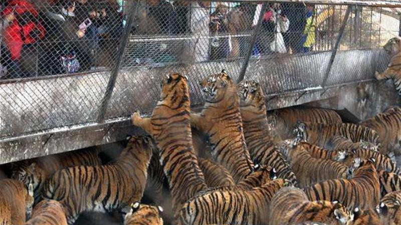 İnsanların həzz aldığı VƏHŞİ ƏYLƏNCƏ - FOTO