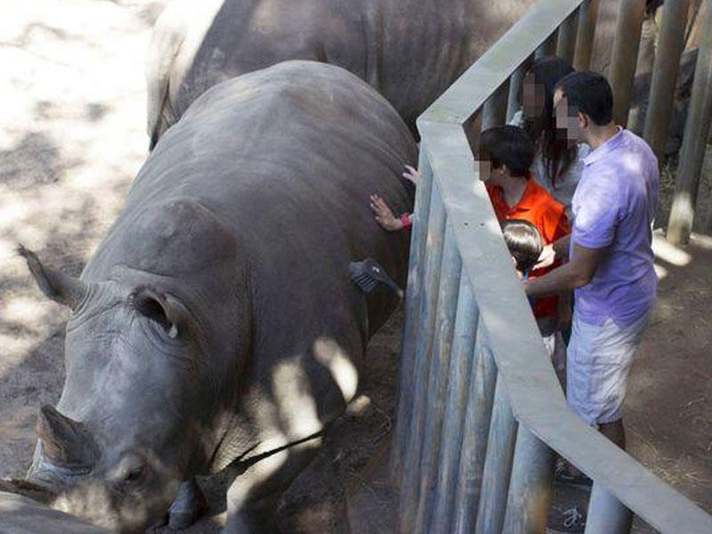 2 yaşlı qız zooparkda kərgədanların olduğu qəfəsə düşdü - VİDEO - FOTO