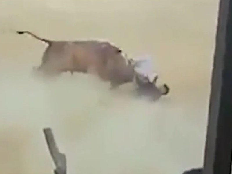 Qəzəblənən buğa 30 nəfəri yaraladı - VİDEO