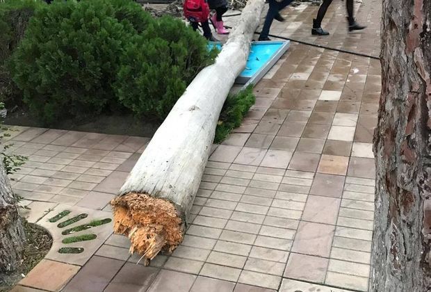 Külək Bakıda 17 ağacı aşırdı