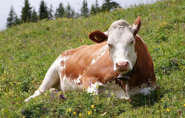 Azərbaycanda inək qeysəriyyə olundu - VİDEO