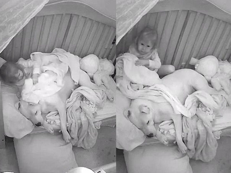 Balaca qız ona çox güvənir - VİDEO - FOTO