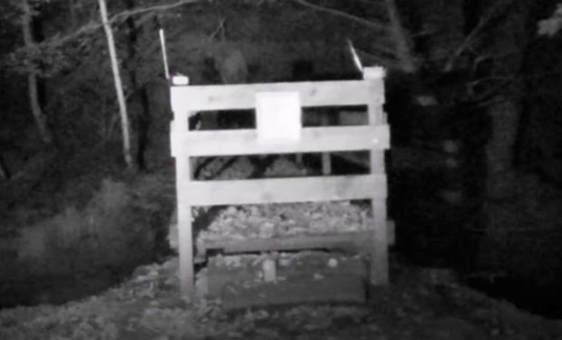 Dünya bu videodan danışır — Gənclər meşədə ruhları lentə aldılar(VİDEO)