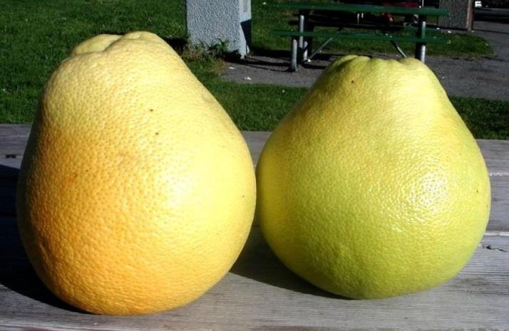 Azərbaycanda çəkisi 2 kiloqram olan qeyri-adi meyvə yetişdirilib - Fotolar