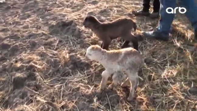 Azərbaycanda qeyri-adi hadisə: 6 ayaqlı quzu - VİDEO