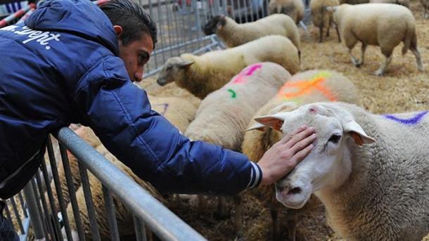 Bu ölkədə halal ət kəsimi qadağan edildi