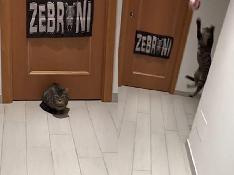 Bu pişik əla qapıçıdır - VİDEO - FOTO