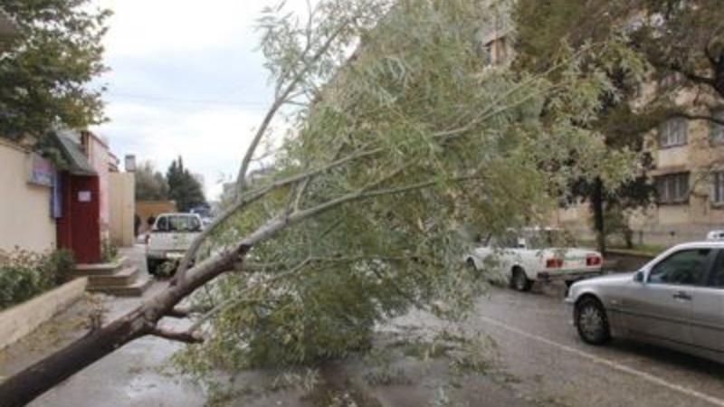 Güclü külək Bakıda 4 sağlam ağacı aşırdı