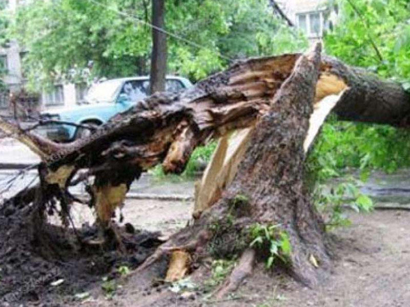 Bakıda güclü külək 100-ə yaxın ağaca ziyan vurub