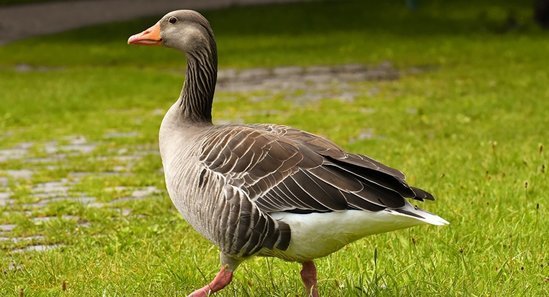 Əri qadını qaz ilə döyərək öldürdü