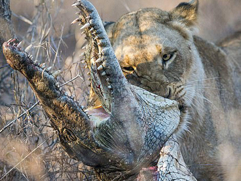 Şir timsahı parçalayıb yedi - FOTO