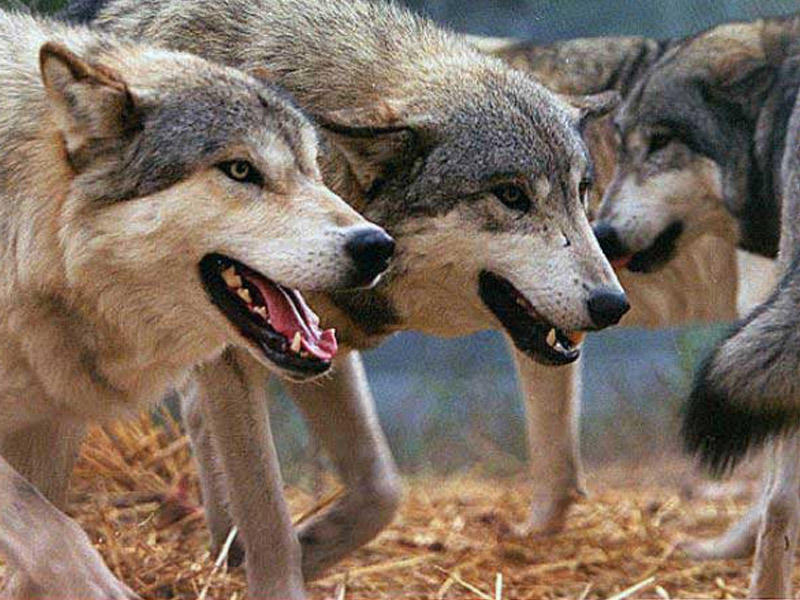 Goranboyda canavarlar kəndə hücum edib, 8 heyvanı parçaladı