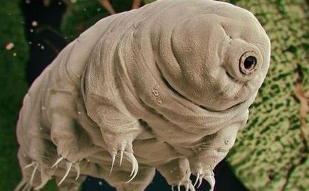 Antarktidada sirli orqanizmlər aşkarlandı