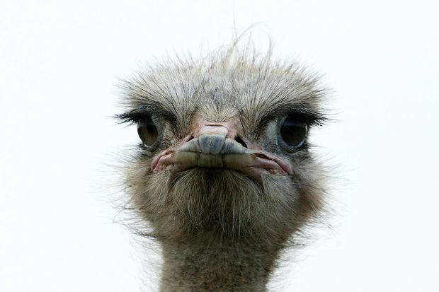 Çində “yol hərəkəti qaydalarını pozan” dəvəquşu saxlanıldı - VİDEO