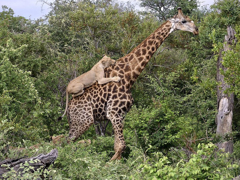 4 saat mübarizə apardı, ölümdən qurtuldu - VİDEO - FOTO