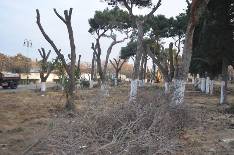 Atatürk parkındakı ağaclar necə yoxa çıxır? - Nərimanovda 