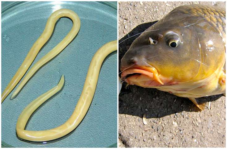 DİQQƏT! Bu balıqları YEMƏYİN - QURD VAR / Video