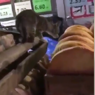 Azərbaycanda pişik çörəklərin üzərində gəzdi - VİDEO