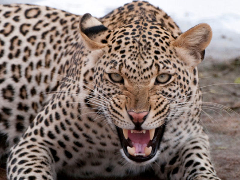 Bəbir kəndə hücum etdi, 3 nəfəri yaraladı - VİDEO