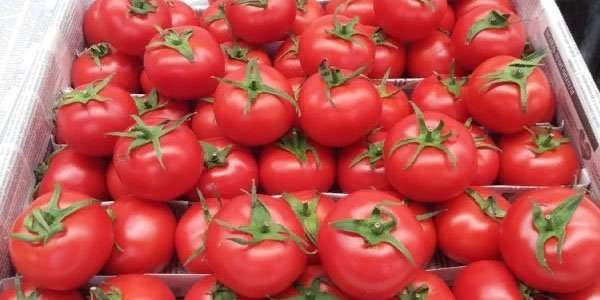 Rusiyaya pomidor aparıb satmaq istəyənlərə şad xəbər