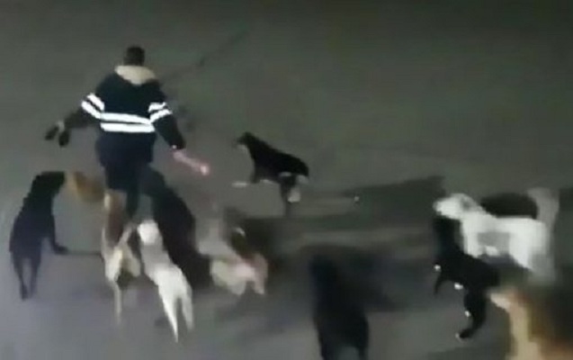 11 it qadını parçalayaraq öldürdü - Video