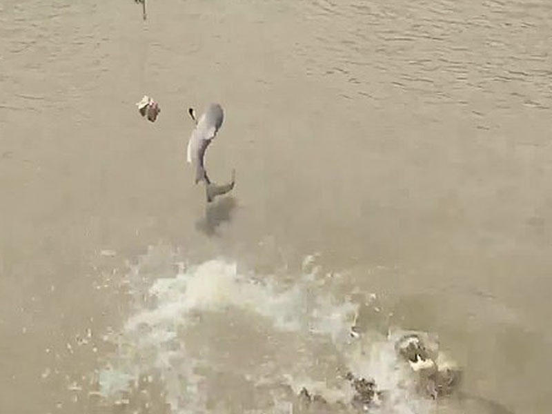 Yırtıcıların savaşı: timsah köpəkbalığına qarşı - VİDEO - FOTO