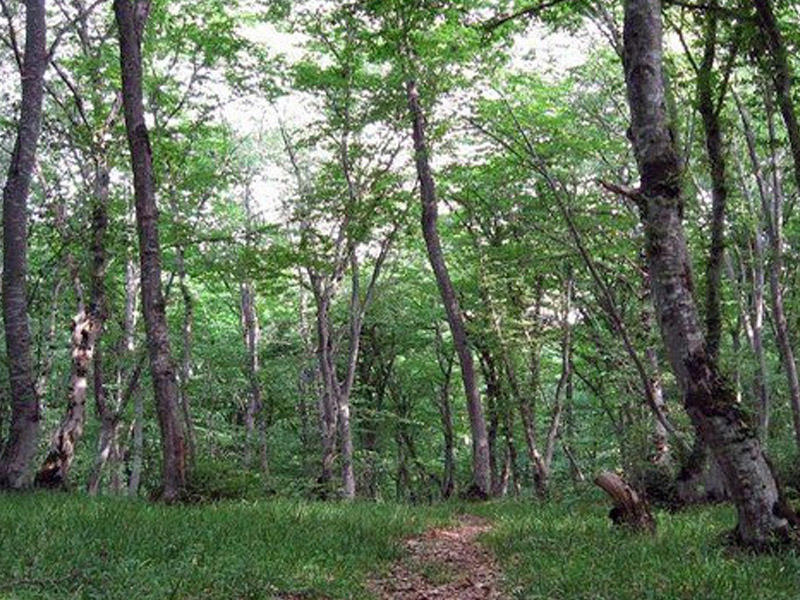 Novruz Məmmədov meşə meyvələri ilə bağlı qərarını ləğv edib