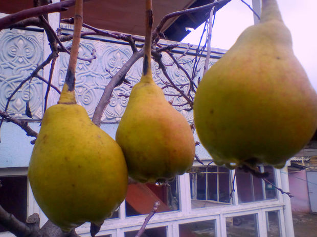 Göyçayda armud ağacı qışda bar verdi - FOTO