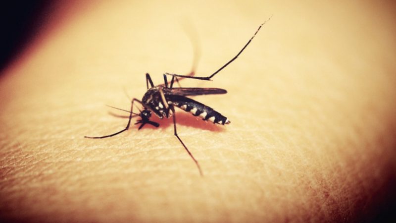 Alimlər ağcaqanadların iştahını küsdürməyin yolunu tapıb