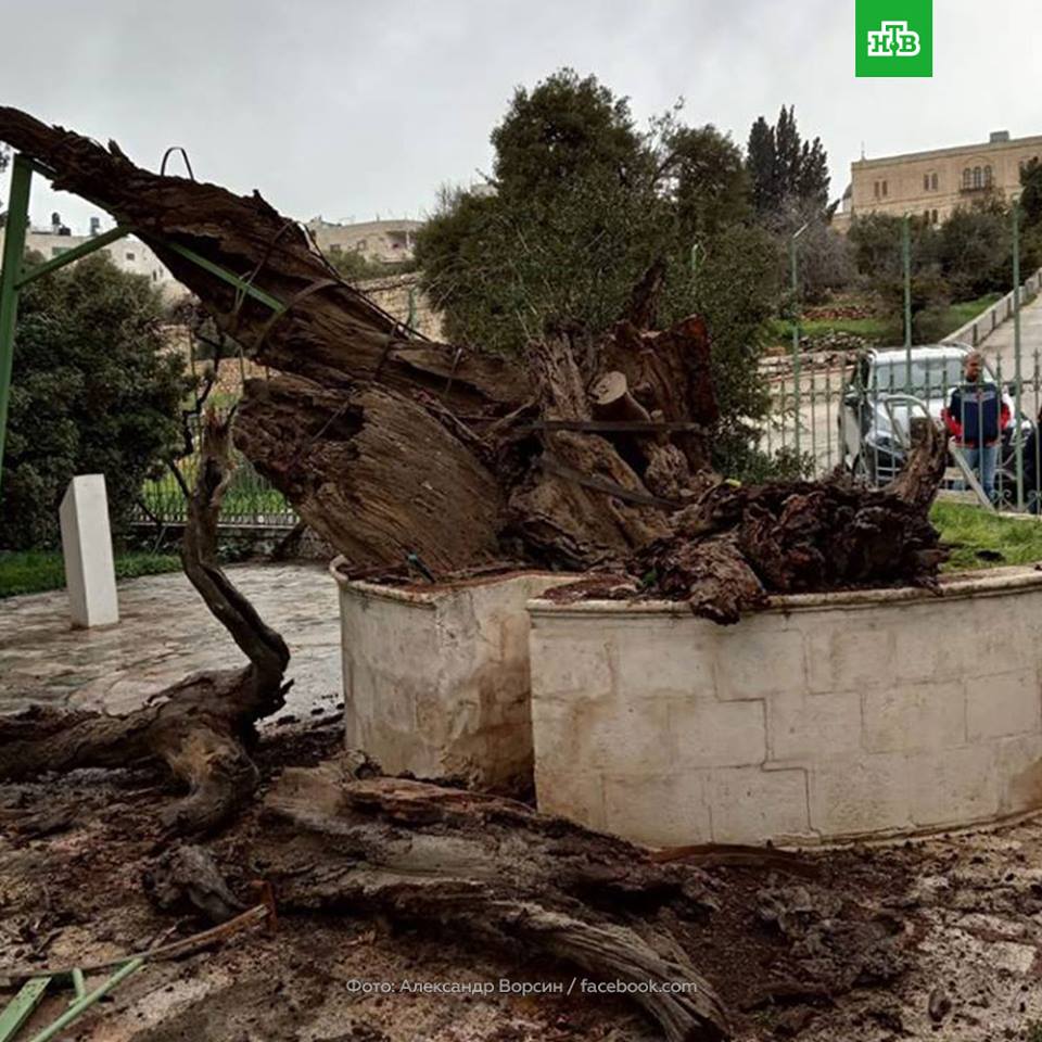 Пророчество о конце света: в Палестине рухнул Дуб Авраама