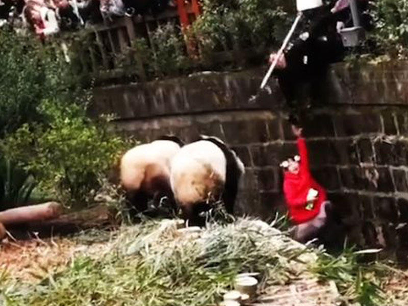 5 yaşlı qız pandanın qəfəsinə düşdü - VİDEO - FOTO