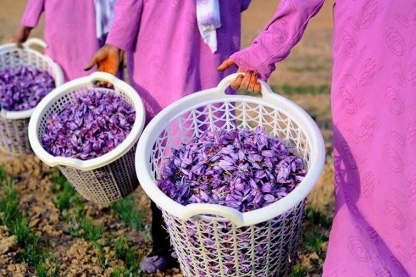 Azərbaycan bu bitkidən çoxlu pul qazanacaq - Bir kiloqramı 11 min dollardır - VİDEO