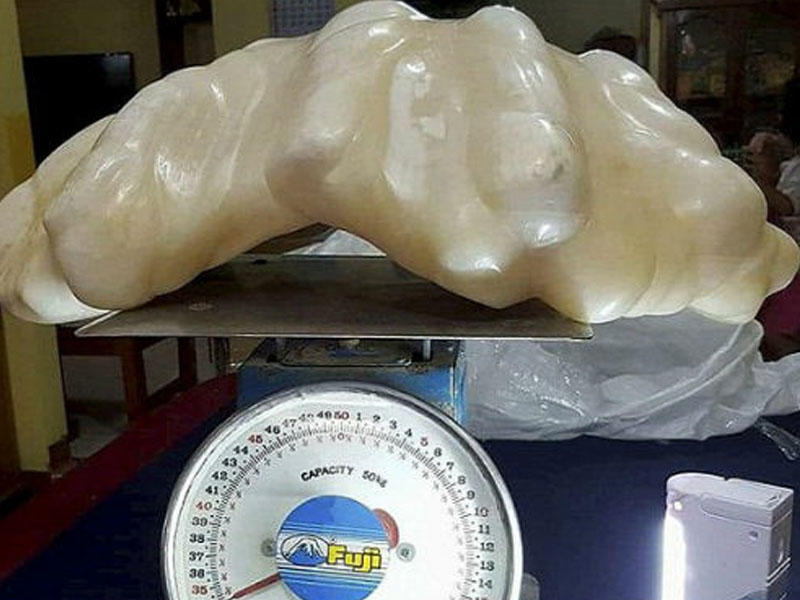 Balıqçı 100 milyon dollarlıq mirvarini yatağının altında gizlətdi - VİDEO