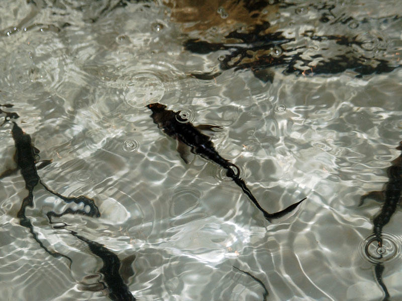 Azərbaycanda təbii su hövzələrinə 46 milyona yaxın balıq buraxılıb