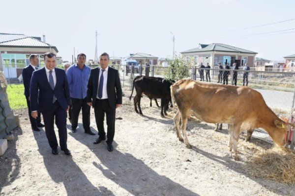 Nazir xəstə heyvanlardan danışdı, şirkətin adını yenə də AÇIQLAMADI