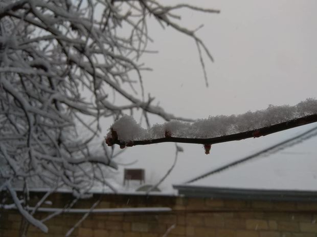 Şamaxı ağappaq oldu - FOTO